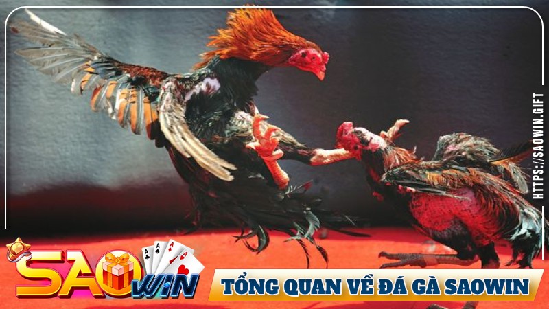 Tổng quan về đá gà Saowin